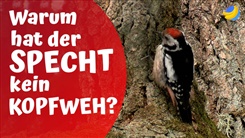 Kein Bild vorhanden!