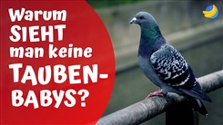 Kein Bild vorhanden!