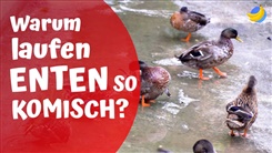 Kein Bild vorhanden!