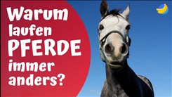 Kein Bild vorhanden!