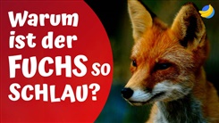 Kein Bild vorhanden!