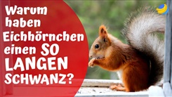 Kein Bild vorhanden!