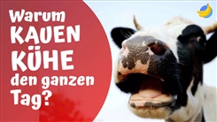 Kein Bild vorhanden!
