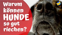 Kein Bild vorhanden!