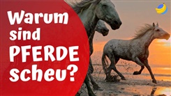 Kein Bild vorhanden!