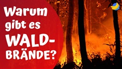 Kein Bild vorhanden!