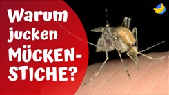 Kein Bild vorhanden!