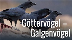 Kein Bild vorhanden!