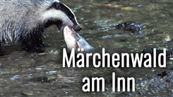 Kein Bild vorhanden!