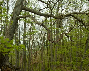 Kein Bild vorhanden!