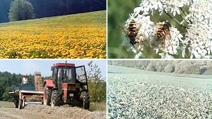 Kein Bild vorhanden!