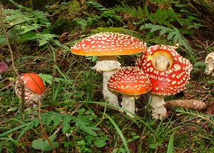 Kein Bild vorhanden!