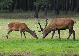 Kein Bild vorhanden!