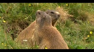 Kein Bild vorhanden!