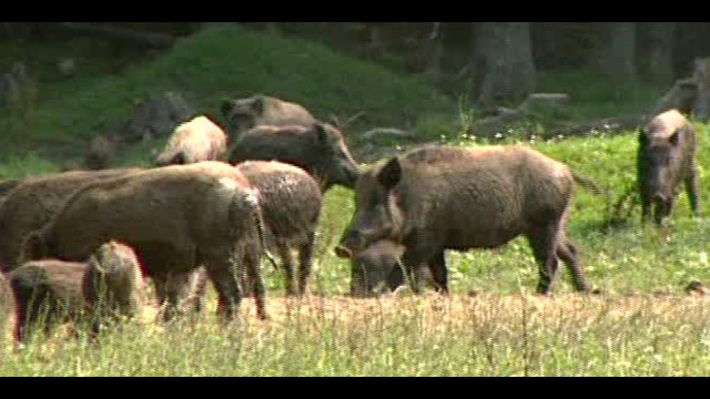 Kein Bild vorhanden!