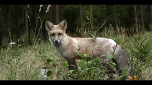 Kein Bild vorhanden!