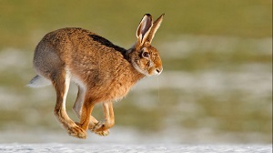 Kein Bild vorhanden!