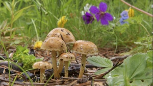 Kein Bild vorhanden!