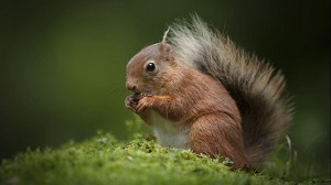 Kein Bild vorhanden!