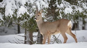 Kein Bild vorhanden!