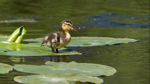 Kein Bild vorhanden!