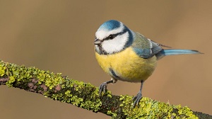 Kein Bild vorhanden!