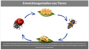 Kein Bild vorhanden!