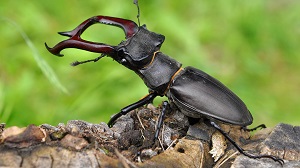 Kein Bild vorhanden!