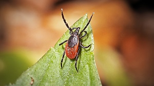 Kein Bild vorhanden!