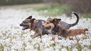 Kein Bild vorhanden!