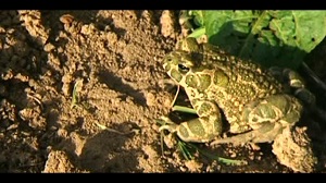 Kein Bild vorhanden!