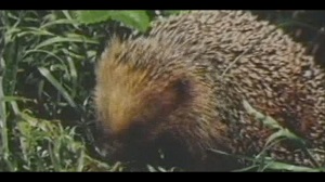 Kein Bild vorhanden!