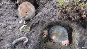 Kein Bild vorhanden!