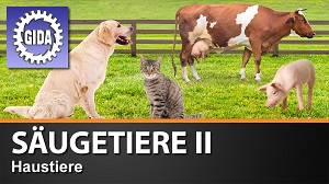 Kein Bild vorhanden!