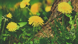 Kein Bild vorhanden!