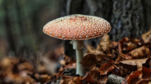 Kein Bild vorhanden!