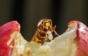 Kein Bild vorhanden!