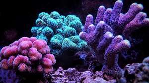 Kein Bild vorhanden!