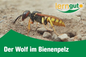 Kein Bild vorhanden!