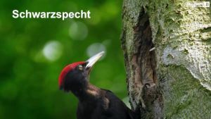 Kein Bild vorhanden!