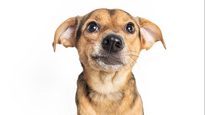 Kein Bild vorhanden!