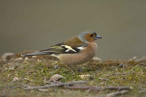 Kein Bild vorhanden!