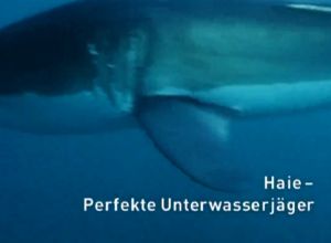 Kein Bild vorhanden!