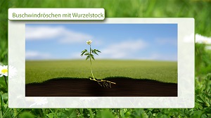 Kein Bild vorhanden!