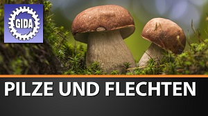 Kein Bild vorhanden!