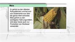 Kein Bild vorhanden!