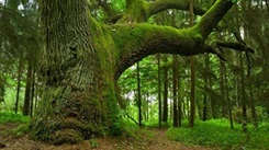 Grundschule: Wald, Bäume, Pilze